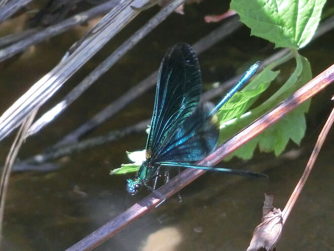 Prächtige Prachtlibelle am Flussufer