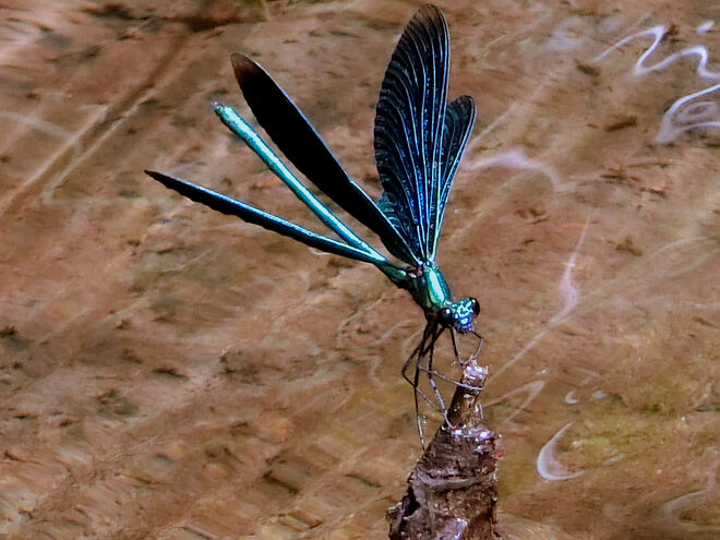 Prachtlibelle beim Abflug