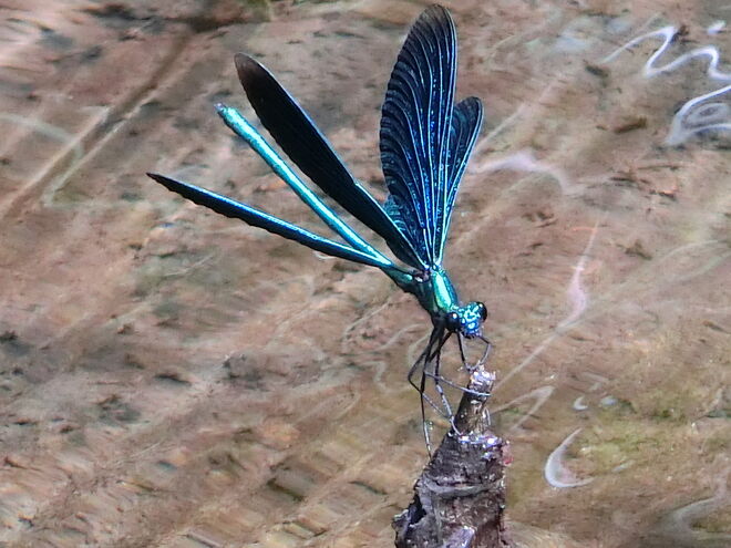 Blauflügel Prachtlibelle