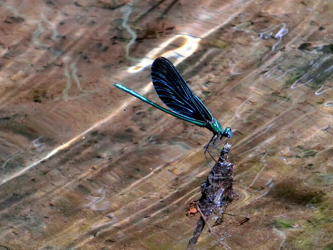 Prachtlibelle macht kurz Rast