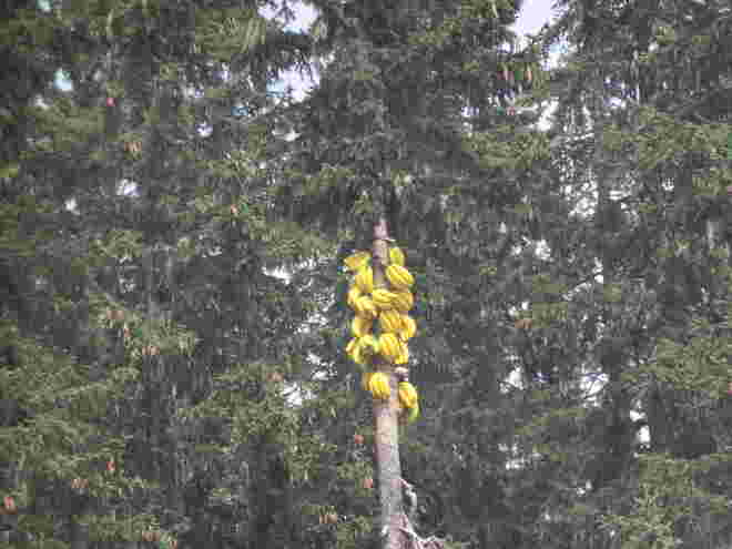 Banana Tree am Sonnberg 
