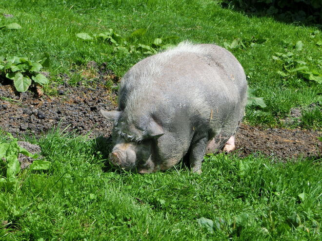 Schweinerei XXL