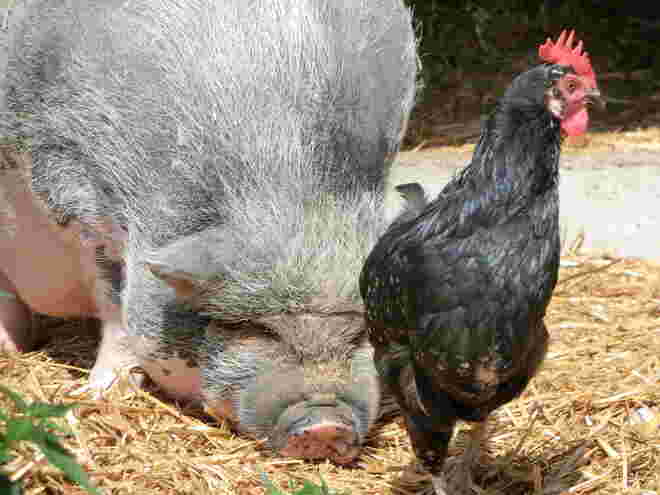 Schwein & Tschiken