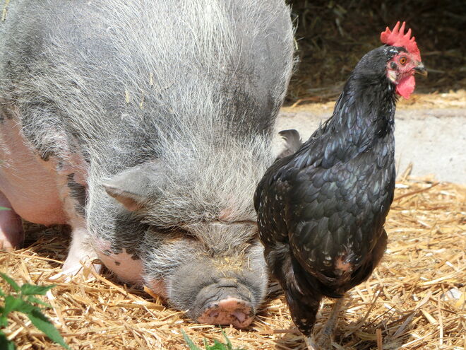Schwein & Tschiken