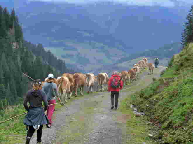 Auf der Alm da gibts koan Sünd - 13 Kühe schwanger (;-)
