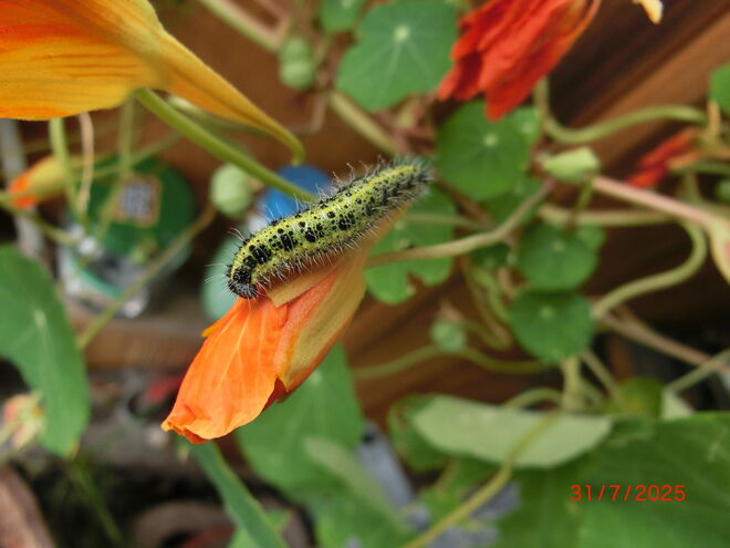 Kohlweißling Raupe auf Kapuziner Kresse