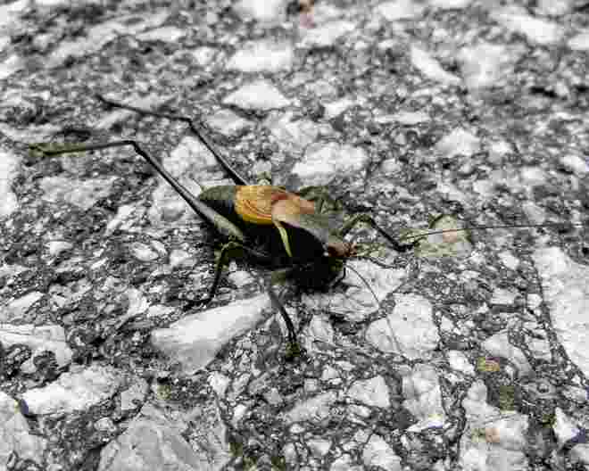 Riesenheuschreck
