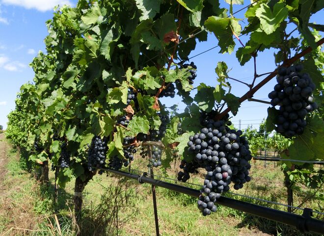 Die Blaufränkischen Trauben Reifen noch ein bisserl!