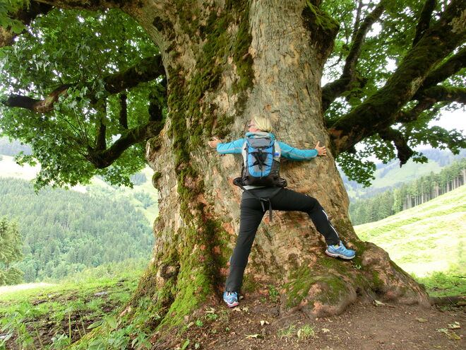 Lindenblüten sammeln gestaltet sich schwierig