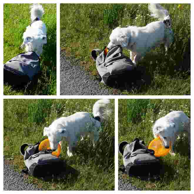 Na, da muss ich heute die Frisbee-Scheibe selbst aus dem Rucksack holen .....