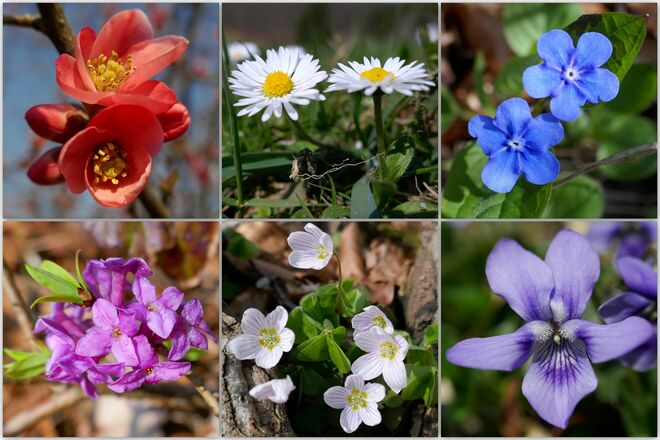 Vom Sonntagsspaziergang mitgebracht