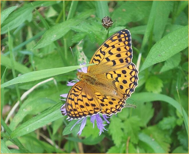 Ein zweiter DANKE-Schmetterling >>>
