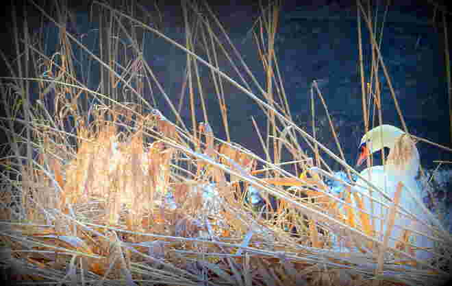 "DAS NEST WIRD GEBAUT"