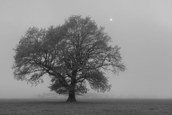 Eiche im Nebel
