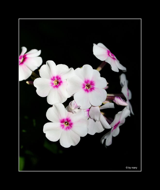 Schön blüht der Phlox