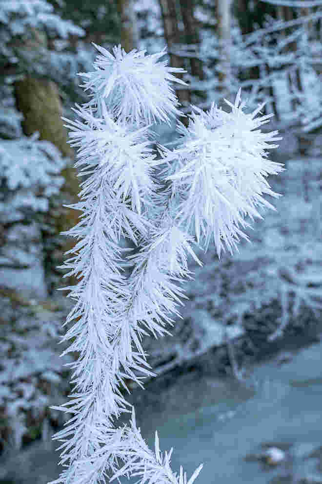 Eisblumen