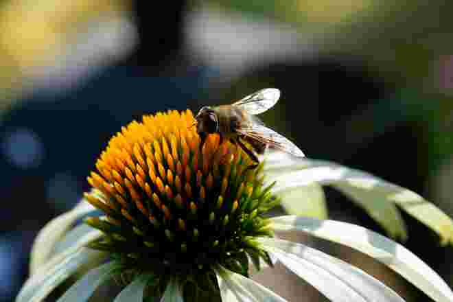 Wunderwelt der Natur