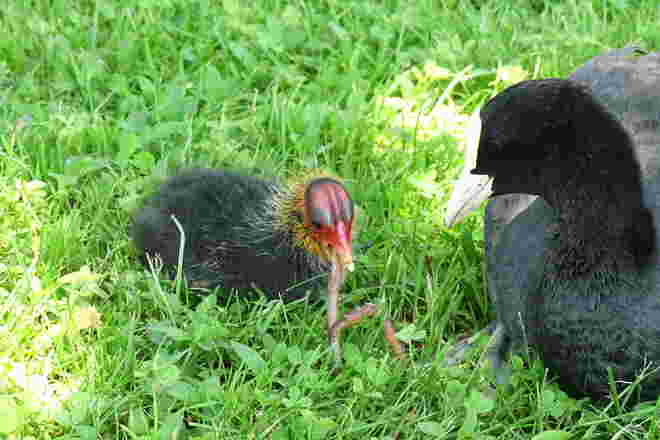 kleiner Vogel Nimmersatt