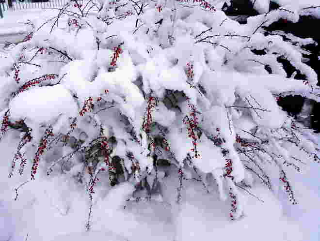 Schnee