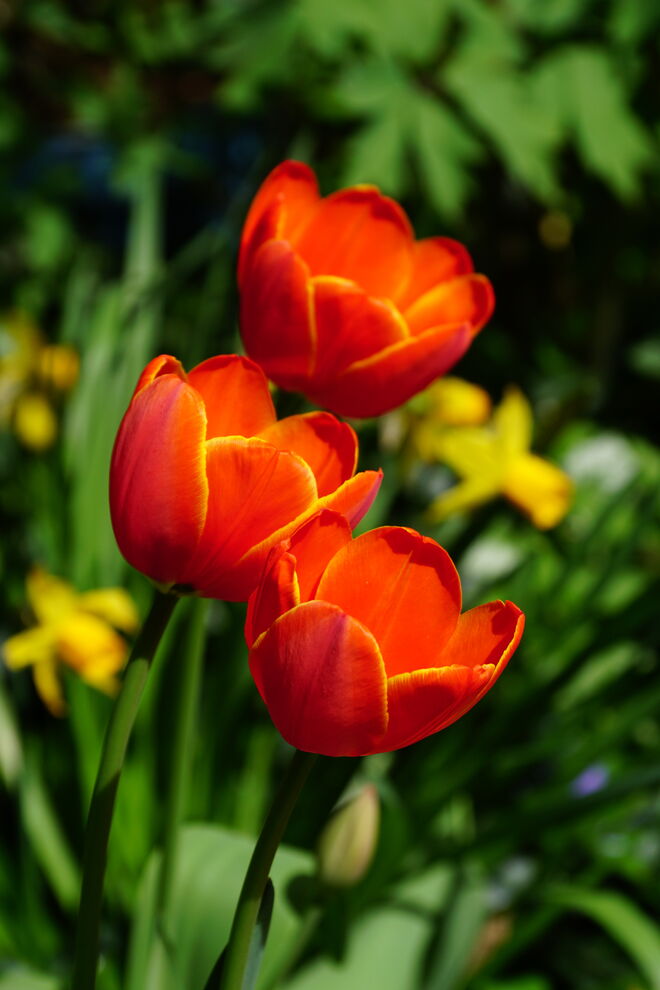 Die Tulpen blühen jetzt wunderschön