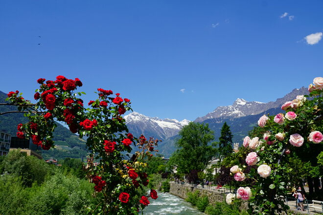 Rosenpracht an der Passer 