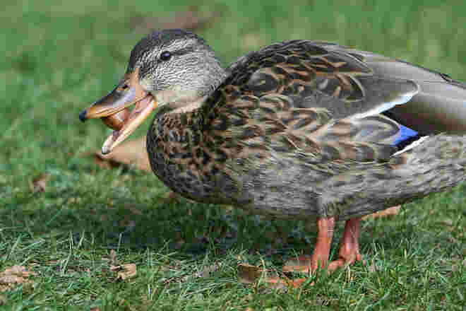 Delikatesse