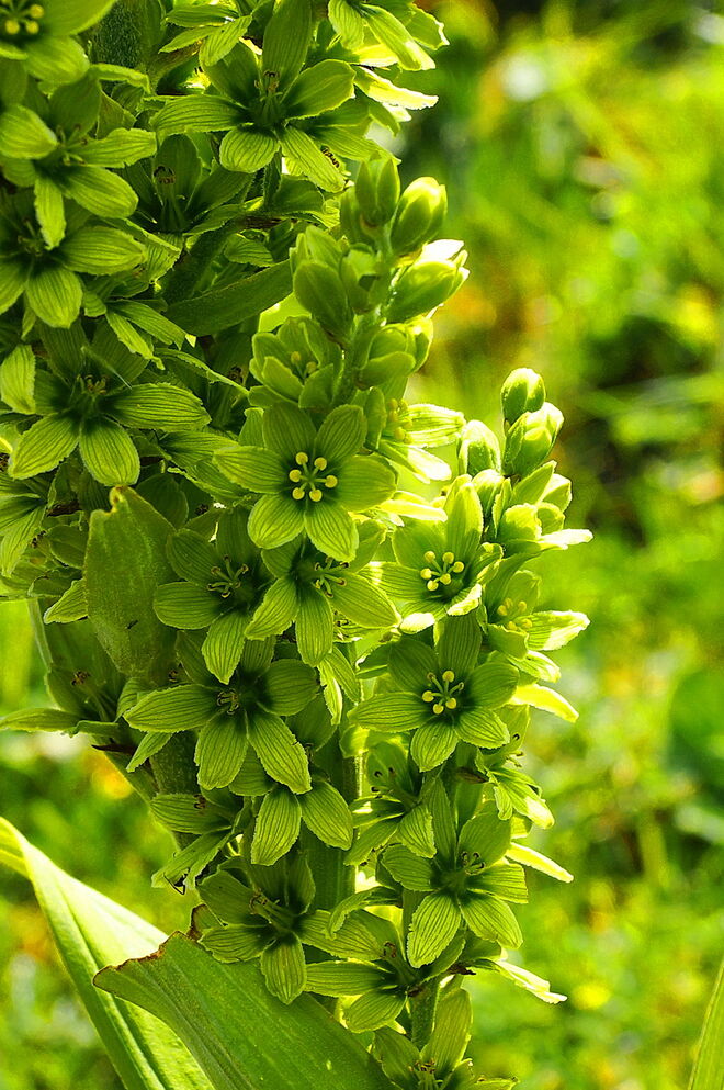 Weißer Germer - farblich interessant