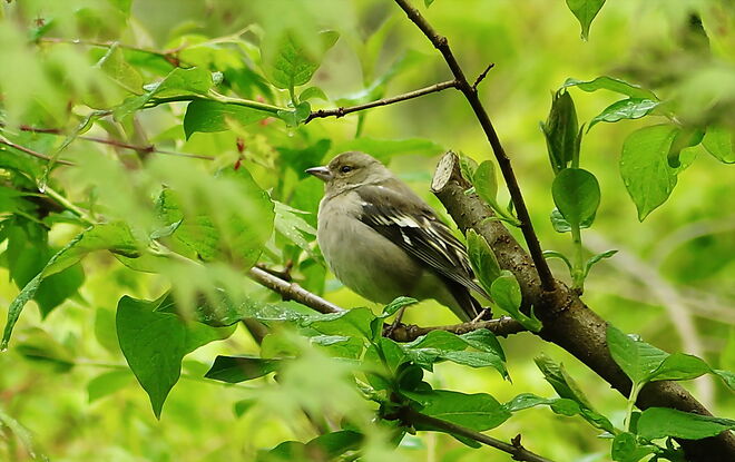 Kurze Rast im frischen Frühlingsgrün