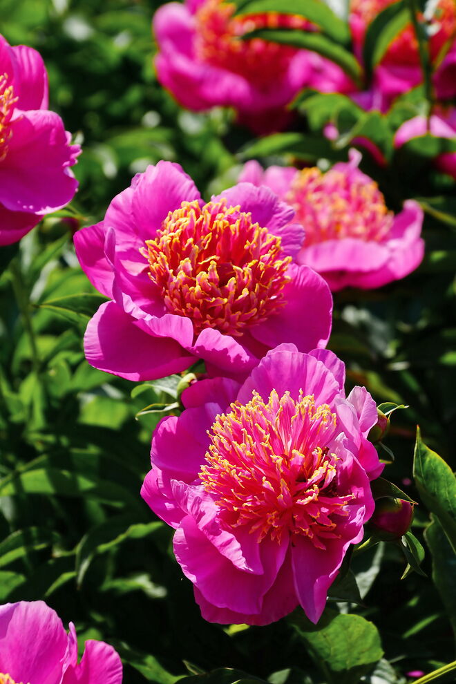 Pfingstrosen in einer tollen Farbe