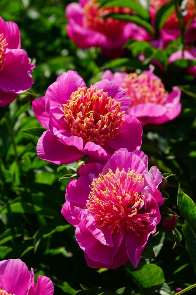 Pfingstrosen in leuchtender Pracht