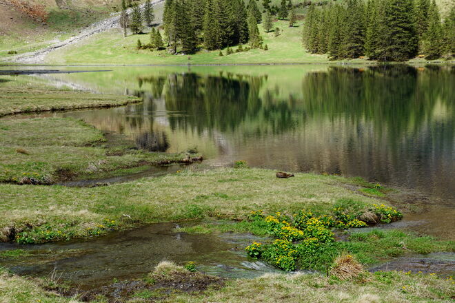 Frühling am Hintersee