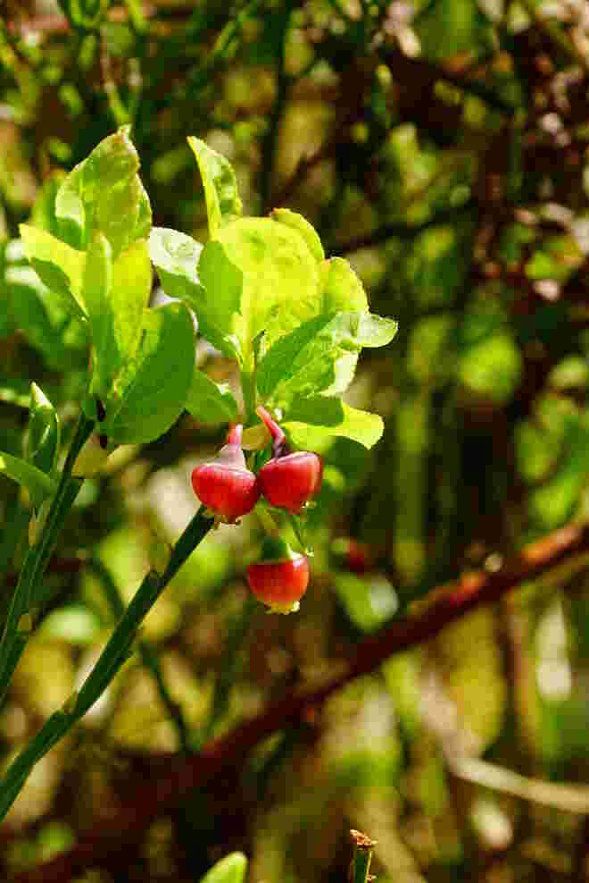 Heidelbeerstrauch im Frühjahr - gute Aussichten, dass es wieder Heidelbeeren geben wird