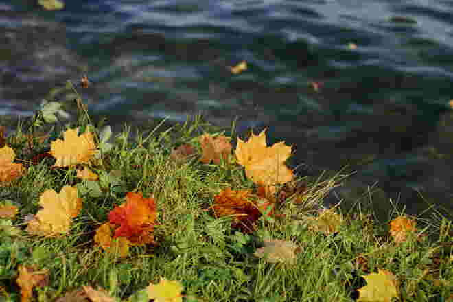 Herbstblätter am Seeufer