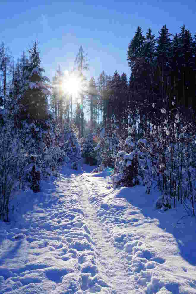 Einsames Wegerl im Winterwald