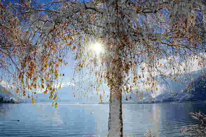 Letzte bunte Herbstblätter im Schnee am Zeller See