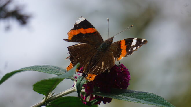 Letzter Gruß vom Sommer! 
