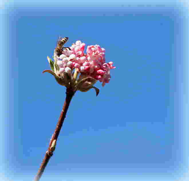 Bienenfutter