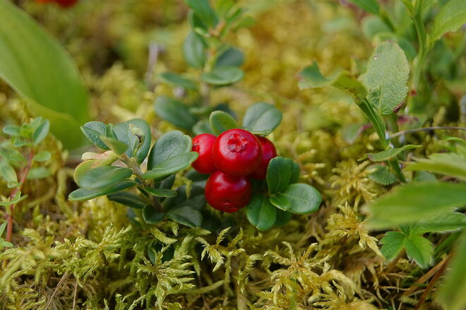 Jetzt werden die Preiselbeeren reif