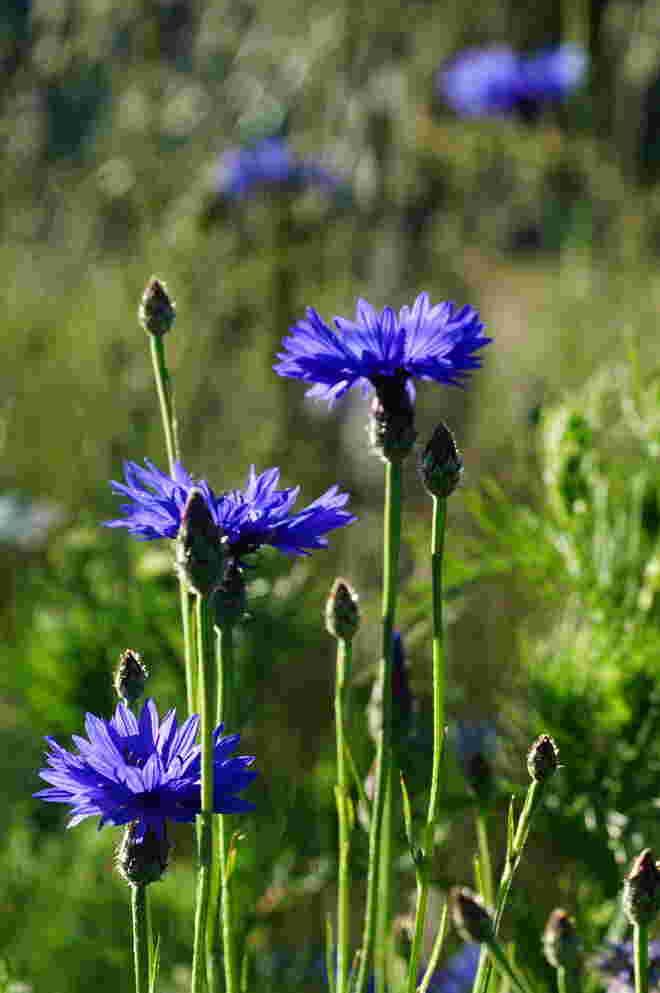 ... kornblumenblau ...