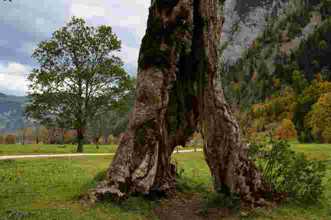 Ahornbaum mit Durchblick