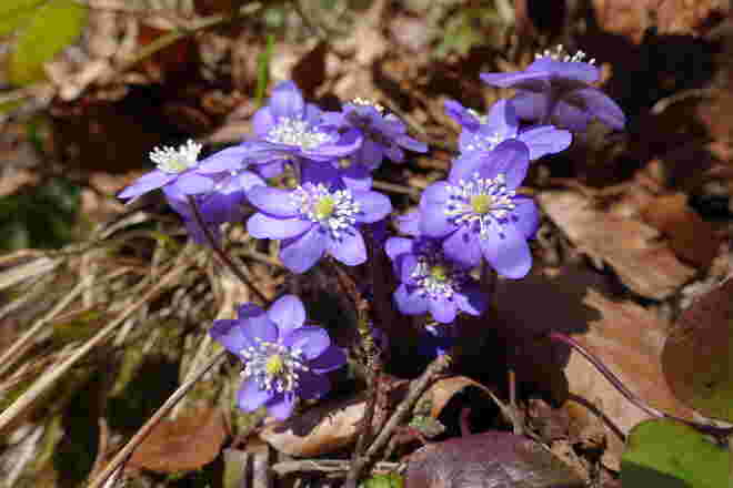 Leberblümchen