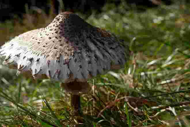Parasol (dieses Prachtexemplar kam nicht in die Pfanne).