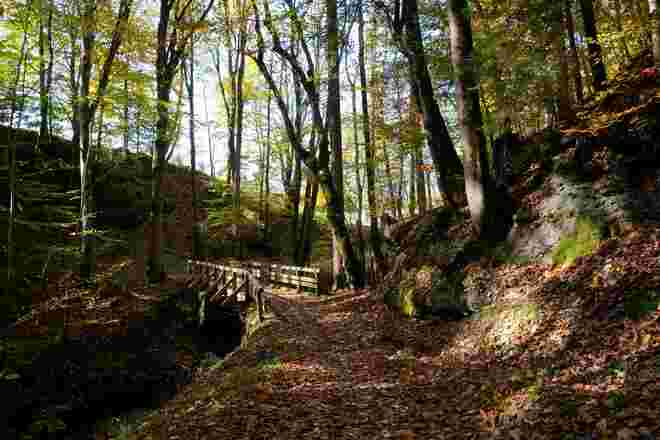 Herbstlicher Waldspaziergang