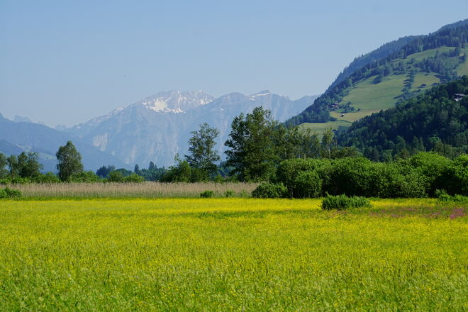 Im Naturschutzgebiet Zeller See blüht es 