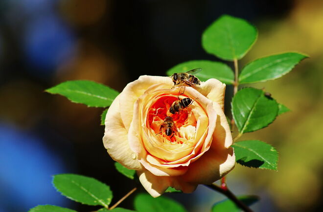 Ein Rosenfoto von heute (28.10.25) - kaum zu glauben nach dem kurzen Wintereinbruch