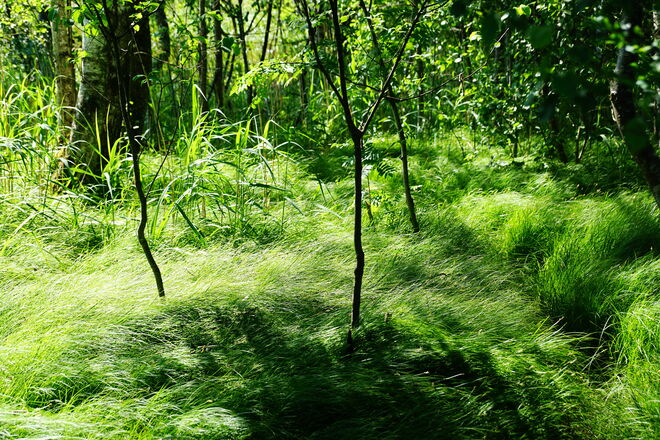 Leicht streift der Wind übers Gras