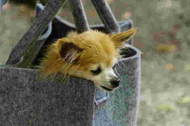 Taschenhund ?