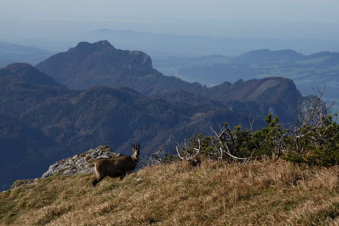 Schöne Überraschung am Schafberg