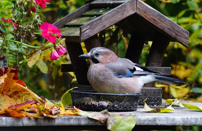 Der Eichelhäher als Genuss-"Specht" - noch näher am Futter geht es nicht 
