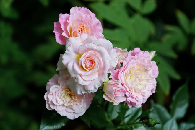 Ein Rosengruß aus meinem Garten